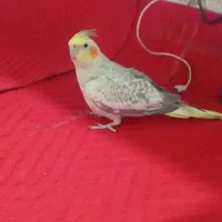 تعروس هلندی نر