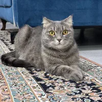 گربه بریتیش اسکاتیش شورت هیر