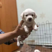 واگذاری سگ خانگی|سگ|تبریز, |دیوار