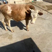 گوساله سیمینتال نر