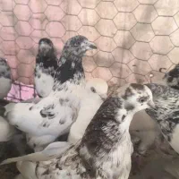 تعدادی کبوتر تهرانی ساعتی