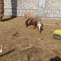 کاورفروشی ابستن|حیوانات مزرعه|جیرفت, |دیوار