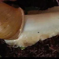 حلزون ۱۷ سانتی