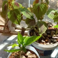 گل خانگی|گل و گیاه طبیعی|روانسر, |دیوار