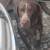 سگ دنبلانی فوق حرفه ای