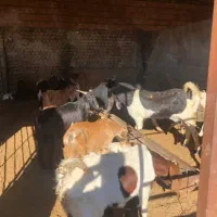 بز بزغاله فروشی