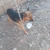 سگ ژرمن نر|سگ|تاکستان, |دیوار