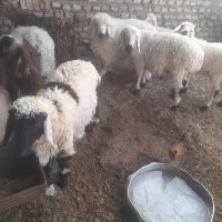 چند تا میش