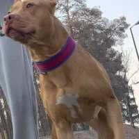 ماده پیتبول باردار توله ها واگذاری