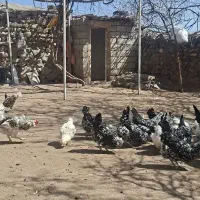 تخم نطفه دار گلین فول