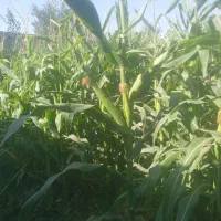 تیلر زنی.و خدمات باغبانی.