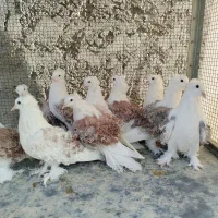 دوکت جکسون|پرنده|اصفهان, ارغوانیه|دیوار