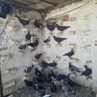 ماده عراقی