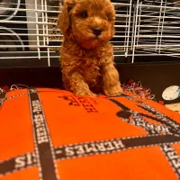 توی پودل و تاینی پودل دوماهه|سگ|تهران, وردآورد|دیوار