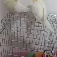 عروس هلندی|پرنده|کهریزک, |دیوار