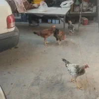 فروش مرغ و خروس محلی|حیوانات مزرعه|پاکدشت, پاکدشت (مامازند)|دیوار