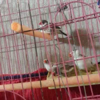 فنچ|پرنده|خرمآباد, |دیوار