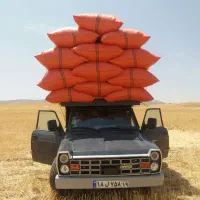 کاه دیم کرمانشاه نیسانی