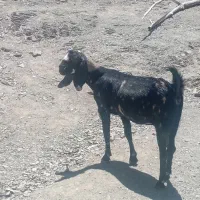مری