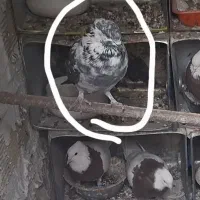 کبوتر سه روز پیش رفته