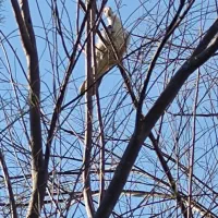 کبوتر در حد 404صفر کیلومتر ولی کیلومتر بریده