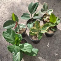 فروش گل و گیاه با بهترین کیفیت و قیمت مناسب|گل و گیاه طبیعی|مشهد, چهارچشمه|دیوار