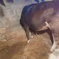 گاو و گوساله|حیوانات مزرعه|داران, |دیوار