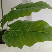 درختچه مصنوعی|گل مصنوعی|تهران, مقدم|دیوار