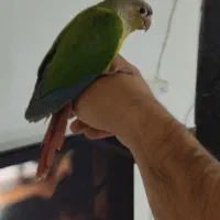 گرینچگ رام رام|پرنده|کرمانشاه, |دیوار