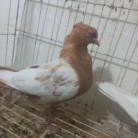 کبوتر سینه|پرنده|فسا, |دیوار