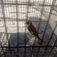 سهره سرسیاه ج|پرنده|شیراز, بید زرد|دیوار