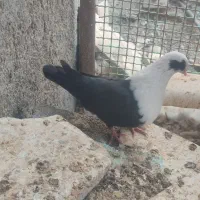 مخمل سیاه کبوتر|پرنده|علامرودشت, |دیوار