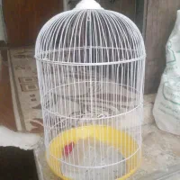 قفس
