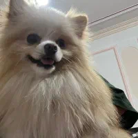 سگ پامر خرسی نر