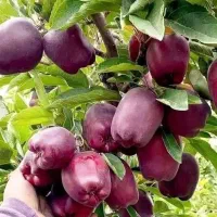 فروش نهال های با اصالت لیبل دار