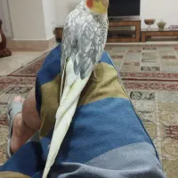 عروس هلندی نر سخنگو و آوازخوان