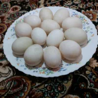 تخم‌ اردک  دونه 10هزار