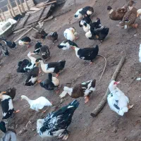 اردک|حیوانات مزرعه|رشت, لاکان|دیوار