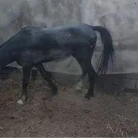 اسب کرد نریون|اسب و تجهیزات اسب‌سواری|قرچک, صالح آباد|دیوار