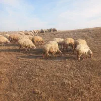 گوسفند دامازدغ|حیوانات مزرعه|مشگین شهر, |دیوار