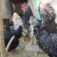 مرغ و خروس|حیوانات مزرعه|مرودشت, ابوذر شمالی|دیوار