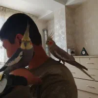 یک جفت عروس هلندی|پرنده|رباطکریم, شترخوار|دیوار