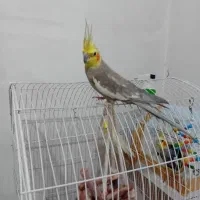 عروس هلندی|پرنده|شهریار, اسد‌آباد|دیوار