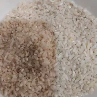 فروش فوری و مقطوع نیم دانه درجه ۱ امساله هاشمی