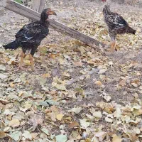 لاری اصل نژاد دار|حیوانات مزرعه|دشتابی, |دیوار