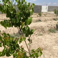 قطعه ویلای با درخت در وایقان