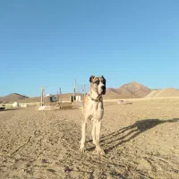 واگذاری توله یک سال