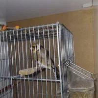 سهره|پرنده|شیراز, میانرود|دیوار