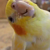 دوعدد عروس هلندی جفت|پرنده|ری, دولت‌آباد|دیوار