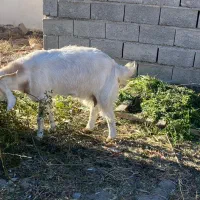 گوسفند|حیوانات مزرعه|ماهان, |دیوار